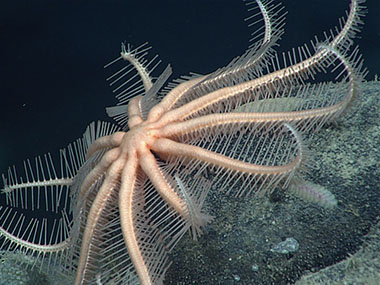 Brisingid sea star 