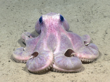 Octopus