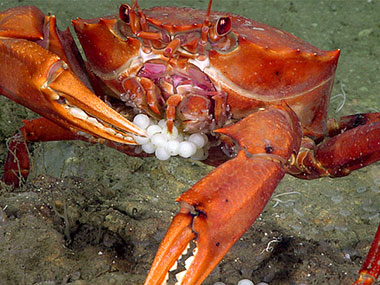 Red Crab