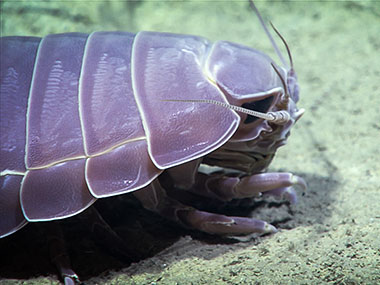 Giant Isopod