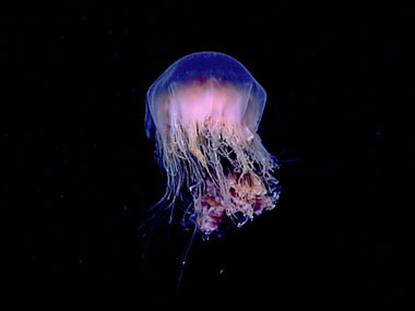 Jelly Fish