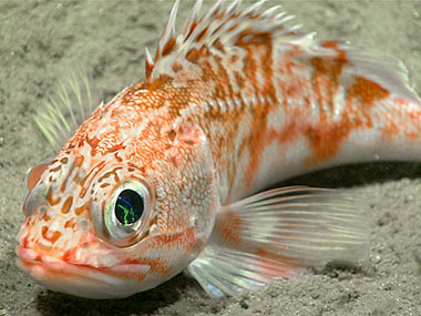 Scorpion Fish